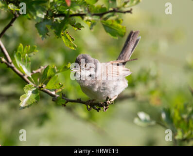 Common Whitethroat, South Downs, West Sussex, Großbritannien Stockfoto