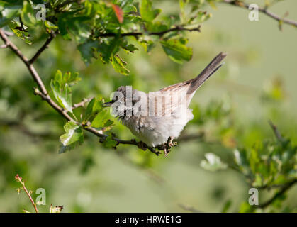 Gemeinsamen Whitethroat auf einem Weißdorn-Zweig im Frühling, South Downs, West Sussex, Großbritannien Stockfoto