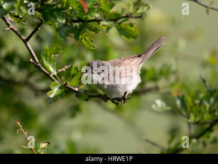 Gemeinsamen Whitethroat auf einem Weißdorn-Zweig im Frühling, South Downs, West Sussex, Großbritannien in der Nähe der South Downs Way Stockfoto