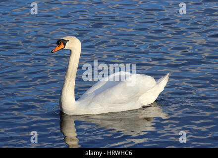 Ein Höckerschwan (Cygnus Olor) an einem blauen See schwimmen Stockfoto