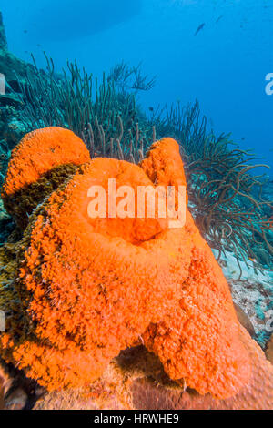 Agelas Clathrodes, auch bekannt als der orange Elefant Schwamm, Ohr ist eine Art von demosponge Stockfoto