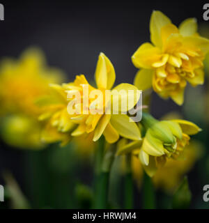 Schöne Narzisse Tete Boucle Butterblume Narzissen in voller Blüte Stockfoto