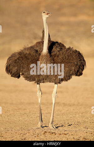 Weibliche Strauß (Struthio Camelus) im natürlichen Lebensraum, Kalahari-Wüste, Südafrika Stockfoto