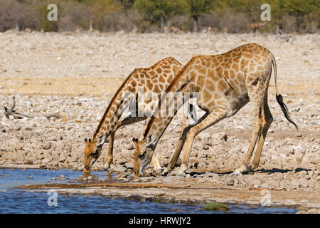 Zwei Giraffen (Giraffa Plancius) Trinkwasser, Etosha Nationalpark, Namibia Stockfoto