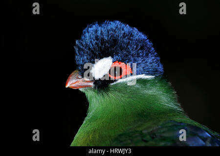 Porträt von einem bunten Hartlaubs Turaco (Tauraco Hartlaubi) auf schwarz, Ostafrika Stockfoto