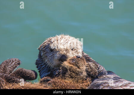 Sea Otter Mutter (Enhydra Ultras) schweben mit ihren Babys im Hafen von Morro Bay, Kalifornien USA Stockfoto