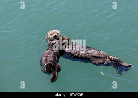 Sea Otter Mutter (Enhydra Ultras) schweben mit ihren Babys im Hafen von Morro Bay, Kalifornien USA Stockfoto