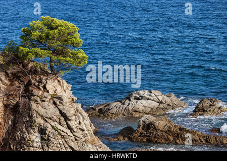 Einsamer Baum auf einer Klippe auf Costa Brava Küste des Mittelmeeres in Katalonien, Spanien Stockfoto