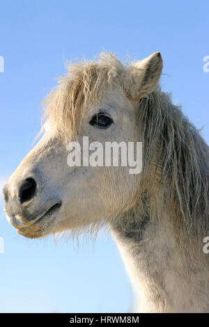 Kopfschuss von einem niedlichen grauen Clored Pony Pferd im Wintermantel Stockfoto