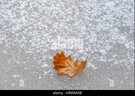 Eine Orange gefärbte Eichenblatt auf ein Eis und Schnee bedeckten Teich. Stockfoto