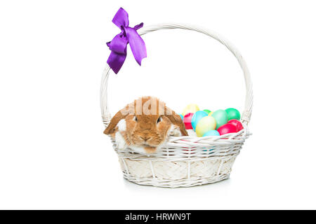 Entzückende roten Sattelschweins Hauskaninchen sitzen im Korb mit Ostern farbigen Eiern. Osterhase. Isoliert auf weißem Hintergrund. Kopieren Sie Raum. Stockfoto