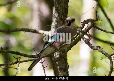 Nahaufnahme von einem Eichelhäher (Garrulus Glandarius) auf einem Baum Stockfoto