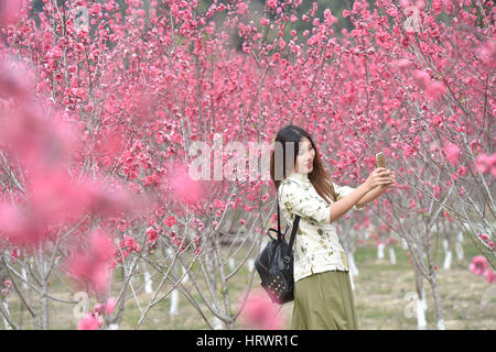 Dehua, Chinas Provinz Fujian. 4. März 2017. Ein Mädchen nimmt Fotos auf der Pfirsichblüten-Insel in Dehua County, Südost-China Fujian Provinz, 4. März 2017. Bildnachweis: Song Weiwei/Xinhua/Alamy Live-Nachrichten Stockfoto
