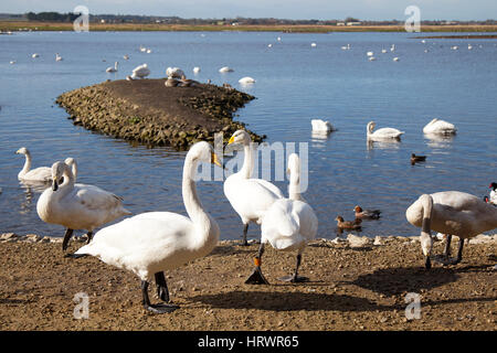 Wildlife Teich an Burscough, Lancashire, UK. 4. März 2017. UK Wetter. Singschwänen Frühling bei Martin nur ein Feuchtgebiet, das Naturschutzgebiet der Wildvogel und Feuchtgebiete Vertrauen in Lancashire, Großbritannien, verwaltet. Im Frühjahr, wenn die Temperaturen warm Zugvögel Start für einen Flug nach Norden zu ihren Brutplätzen vorzubereiten. Resident Vögel, jedoch engagieren sich in umfangreichen Beschneidung als Teil einer Pre-copulatory Verhalten mit Anzeigen an einen potenziellen Partner. Stockfoto