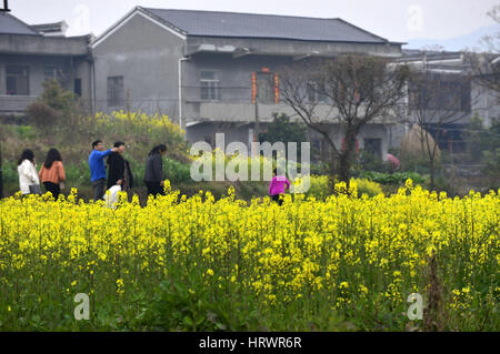 Der chinesischen Nanchang, Jiangxi Provinz. 4. März 2017. Touristen sehen Cole Blumen bei Anyi County in Nanchang, Hauptstadt der Osten Chinas Jiangxi Provinz, 4. März 2017. Bildnachweis: Peng Zhaozhi/Xinhua/Alamy Live-Nachrichten Stockfoto