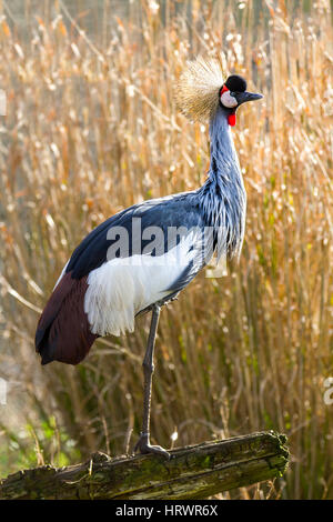 Burscough, Lancashire, UK. 4. März 2017.  Großbritannien Wetter. Grau Crane Spring Tag an Martin Mere krönte ein Feuchtgebiet Natur Reservat verwaltet durch das Federwild und Feuchtgebiete Vertrauen in Lancashire, UK. Im zeitigen Frühjahr als Temperaturen wandernde warm starten Vögel zur Vorbereitung eines Fluges Norden zu ihren Brutplätzen.   Ansässigen Vögel betreiben jedoch umfangreiche Rebschnitt im Rahmen eines pre-copulatory Verhaltens mit Displays einen potenziellen Partner. Kredit-MediaWorldImages/AlamyLive Nachrichten Stockfoto