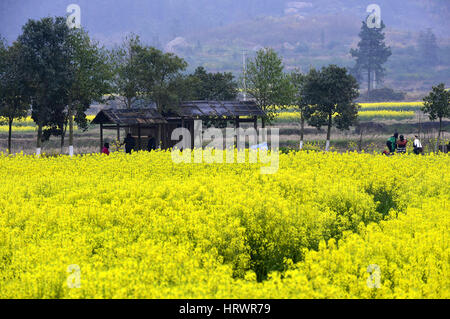 Der chinesischen Nanchang, Jiangxi Provinz. 4. März 2017. Touristen sehen Cole Blumen bei Anyi County in Nanchang, Hauptstadt der Osten Chinas Jiangxi Provinz, 4. März 2017. Bildnachweis: Peng Zhaozhi/Xinhua/Alamy Live-Nachrichten Stockfoto