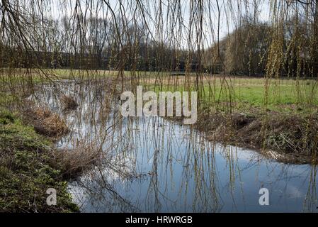 Tamworth, Staffordshire, UK. 4. März 2017. Super Wetter am Morgen. Blühende Blumen auf Bäume, Narzissen und Krokusse. Bildnachweis: Slawomir Kowalewski/Alamy Live-Nachrichten Stockfoto