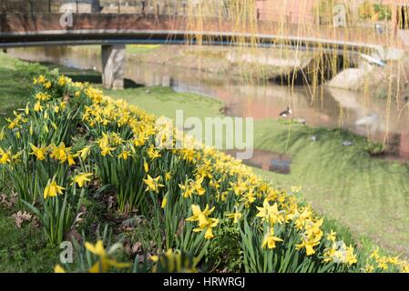 Tamworth, Staffordshire, UK. 4. März 2017. Super Wetter am Morgen. Blühende Blumen auf Bäume, Narzissen und Krokusse. Bildnachweis: Slawomir Kowalewski/Alamy Live-Nachrichten Stockfoto