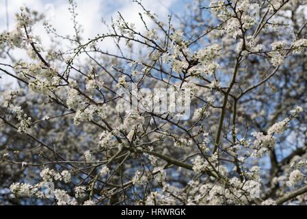 Tamworth, Staffordshire, UK. 4. März 2017. Super Wetter am Morgen. Blühende Blumen auf Bäume, Narzissen und Krokusse. Bildnachweis: Slawomir Kowalewski/Alamy Live-Nachrichten Stockfoto