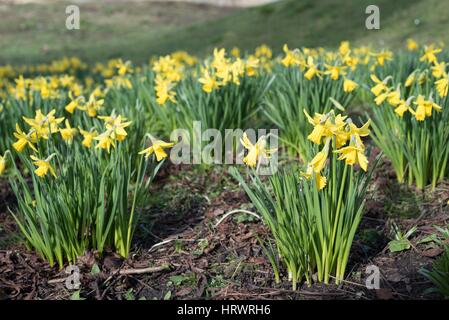 Tamworth, Staffordshire, UK. 4. März 2017. Super Wetter am Morgen. Blühende Blumen auf Bäume, Narzissen und Krokusse. Bildnachweis: Slawomir Kowalewski/Alamy Live-Nachrichten Stockfoto