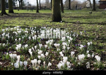 Tamworth, Staffordshire, UK. 4. März 2017. Super Wetter am Morgen. Blühende Blumen auf Bäume, Narzissen und Krokusse. Bildnachweis: Slawomir Kowalewski/Alamy Live-Nachrichten Stockfoto