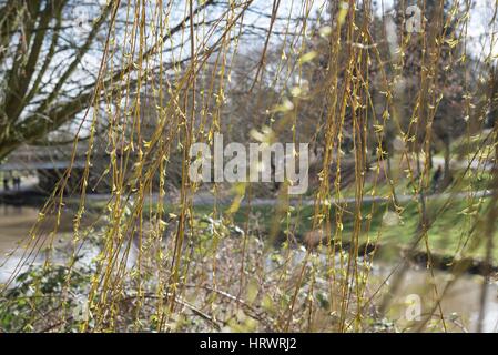 Tamworth, Staffordshire, UK. 4. März 2017. Super Wetter am Morgen. Blühende Blumen auf Bäume, Narzissen und Krokusse. Bildnachweis: Slawomir Kowalewski/Alamy Live-Nachrichten Stockfoto