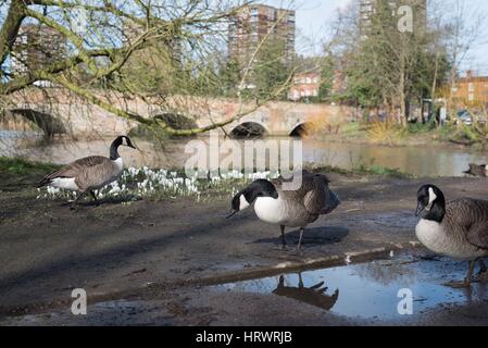 Tamworth, Staffordshire, UK. 4. März 2017. Super Wetter am Morgen. Blühende Blumen auf Bäume, Narzissen und Krokusse. Bildnachweis: Slawomir Kowalewski/Alamy Live-Nachrichten Stockfoto