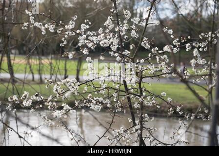 Tamworth, Staffordshire, UK. 4. März 2017. Super Wetter am Morgen. Blühende Blumen auf Bäume, Narzissen und Krokusse. Bildnachweis: Slawomir Kowalewski/Alamy Live-Nachrichten Stockfoto