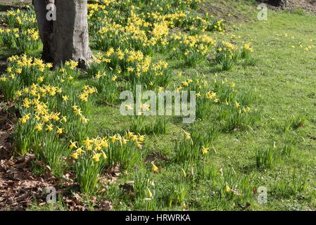 Tamworth, Staffordshire, UK. 4. März 2017. Super Wetter am Morgen. Blühende Blumen auf Bäume, Narzissen und Krokusse. Bildnachweis: Slawomir Kowalewski/Alamy Live-Nachrichten Stockfoto