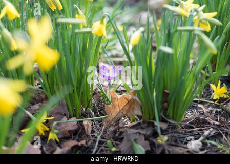 Tamworth, Staffordshire, UK. 4. März 2017. Super Wetter am Morgen. Blühende Blumen auf Bäume, Narzissen und Krokusse. Bildnachweis: Slawomir Kowalewski/Alamy Live-Nachrichten Stockfoto