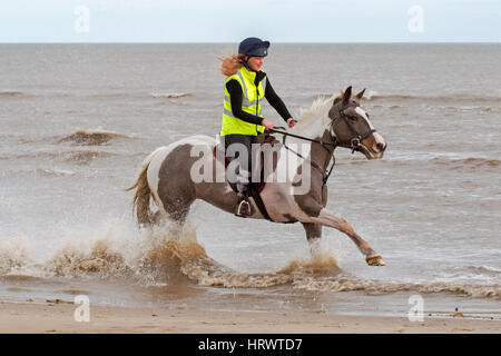 Reiten Sie am Strand, Ainsdale, Merseyside. 4. März 2017.  In in der Nähe von perfekten Wetterbedingungen mit der Sonne prallen unten am Ainsdale Strand in der Nähe von Southport, "blau" einen Jäger Rasse Cob durch seine Schritte gelegt wird, wie er durch die Flut galoppiert.  Bildnachweis: Cernan Elias/Alamy Live-Nachrichten Stockfoto