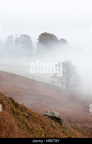 Bäume im Nebel Danby Dale, North York Moors National Park Stockfoto