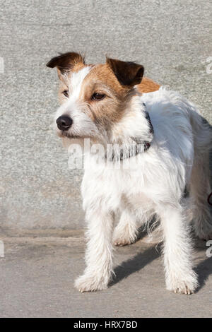 Schmutzige Hund legen Sie hin, warten, dass jemand am Sandstrand. Stockfoto
