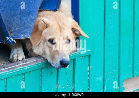Obdachlosen Hund in einem Tierheim für Hunde im Sommertag Stockfoto