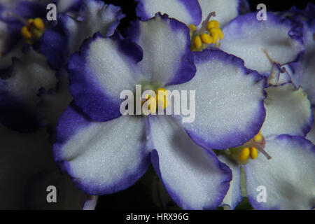 Usambaraveilchen - Saintpaulia Blumen violett und weiß Stockfoto