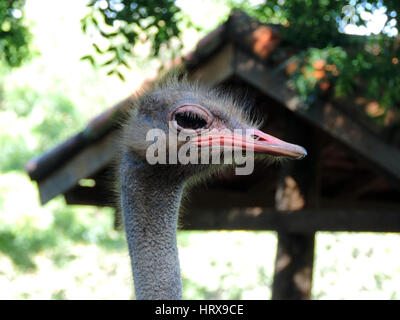 Nahaufnahme auf der Vogel Strauß den Kopf Stockfoto