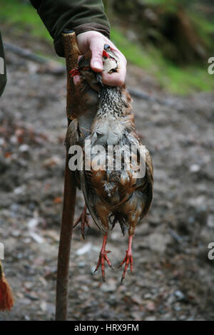 Fehlschüsse Fasan, UK Stockfoto