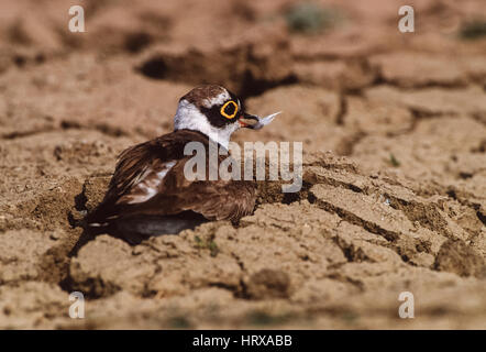 Kleinen Flussregenpfeifer Regenpfeifer,(Charadrius dubius), Keoladeo Ghana Nationalpark, Bharatpur, Rajasthan, Indien Stockfoto