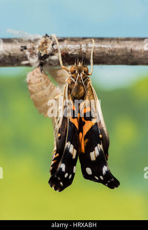Distelfalter Schmetterling, (Vanessa Cardui), entsprang neu Puppe, trocknet seine Flügel, London, Vereinigtes Königreich Stockfoto