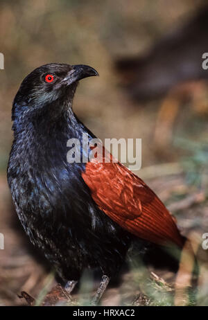 Mehr erholsam oder Krähe Fasan,(Centropus sinensis), Keoladeo Ghana Nationalpark, Bharatpur, Rajasthan, Indien Stockfoto