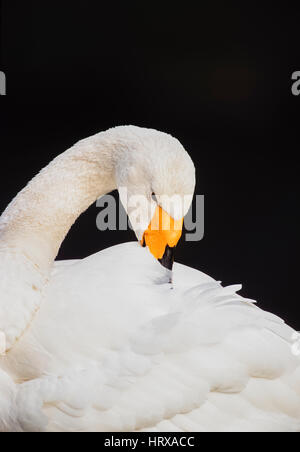 Singschwan, (Cygnus Cygnus) putzen Federn, Regents Park, London, Vereinigtes Königreich Stockfoto