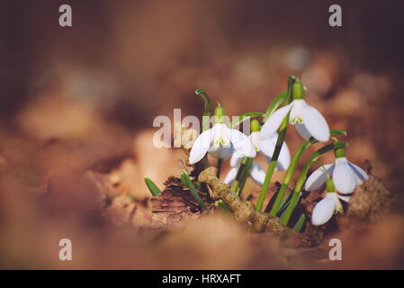 Blumenstrauß Schneeglöckchen im Wald Stockfoto