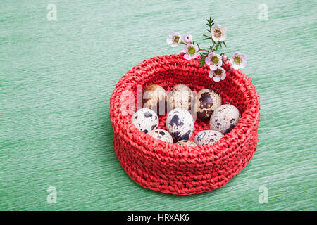 Ostern-Zusammensetzung von Wachteleiern in Handarbeit rote Nest. Mit weißen Blumen auf grünem Hintergrund. Stockfoto