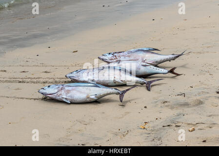 Frischer Thunfisch auf den Strand von Tamarin Bucht von Mauritius Stockfoto