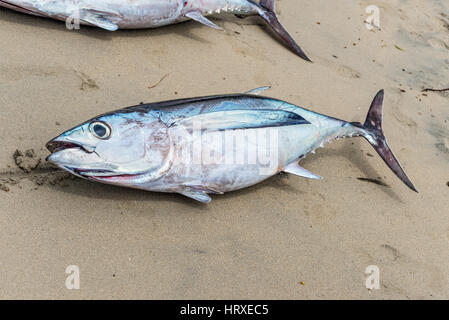 Frischer Thunfisch auf den Strand von Tamarin Bucht von Mauritius Stockfoto