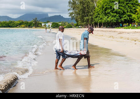 Tamarin, Mauritius - 9. Dezember 2015: Fischer tragen zwei Thunfisch auf den Strand von Tamarin Bucht von Mauritius. Stockfoto