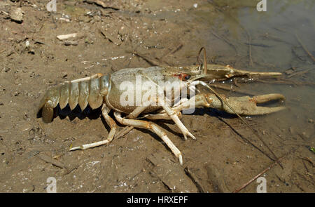 Danube Krebse in See Stockfoto