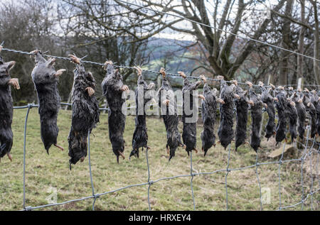 Tote Maulwürfe Penhill, Wensleydale aus Drahtzaun hängen. Maulwürfe können zeigen Wirksamkeit der Maulwurf Catcher oder möglicherweise abschrecken andere Maulwürfe Stockfoto