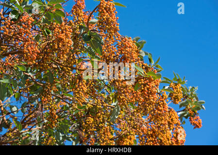 Arbutus Baum im Frühherbst mit schwer beladen Obst bei Deep Bay auf Vancouver Island, BC. Kanada. Stockfoto